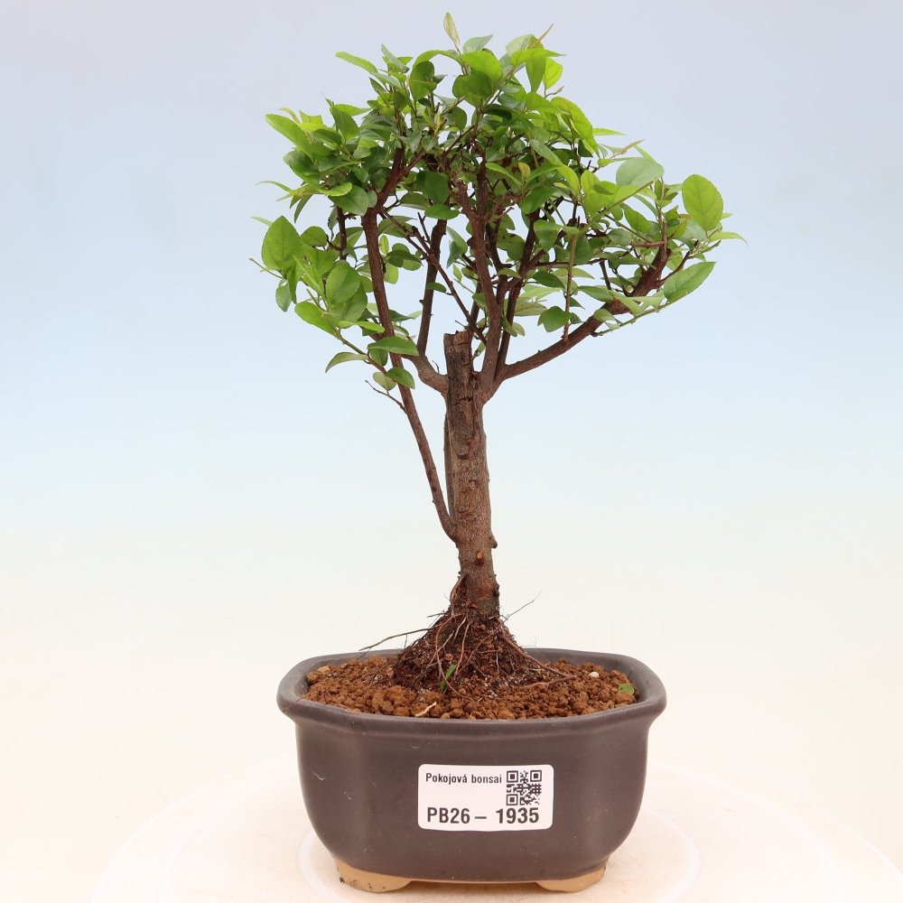 Zimmer Bonsai - Sageretia thea - Sageretia thea