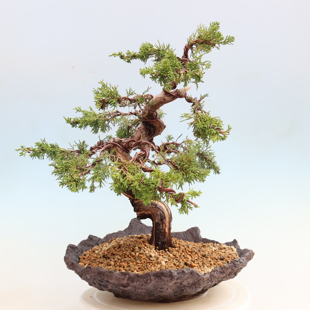 Bonsai für draußen - Juniperus chinensis Itoigawa-Juniperus chinensis