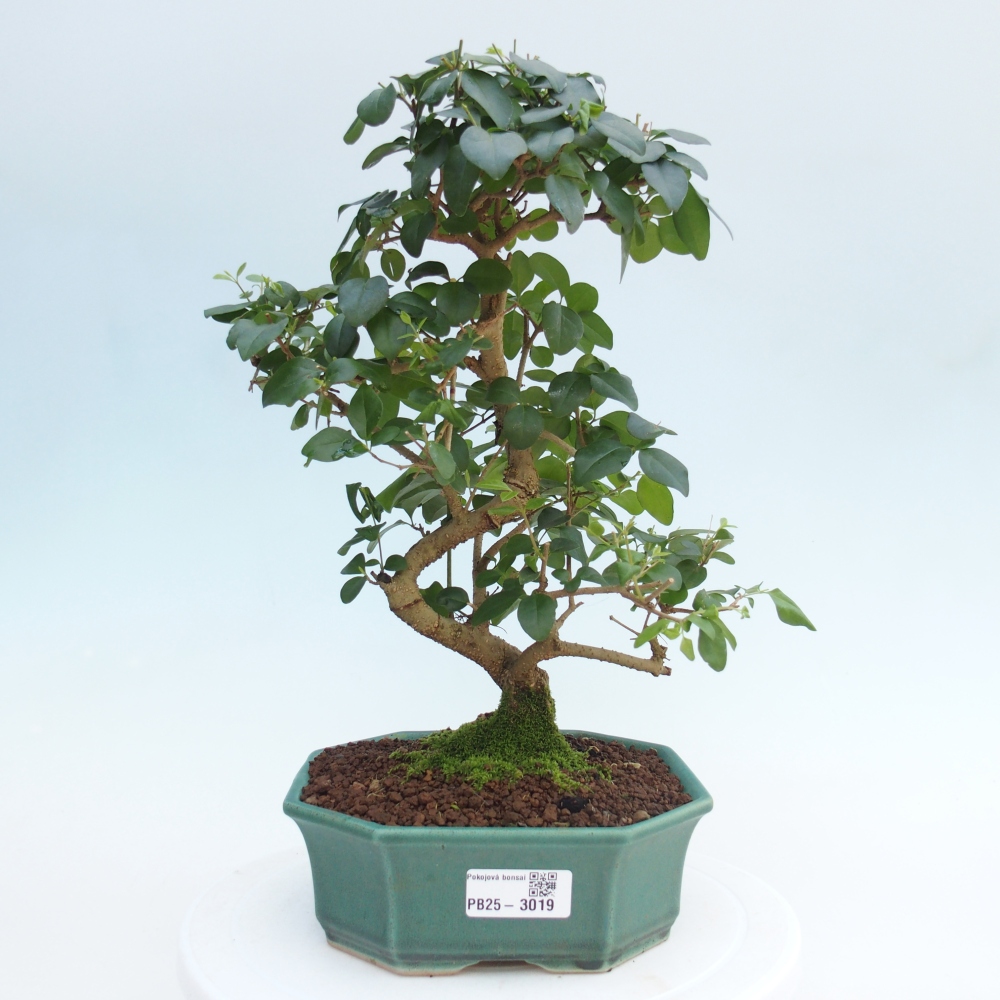 Indoor Bonsai -Ligustrum chinensis - Vogelschnabel