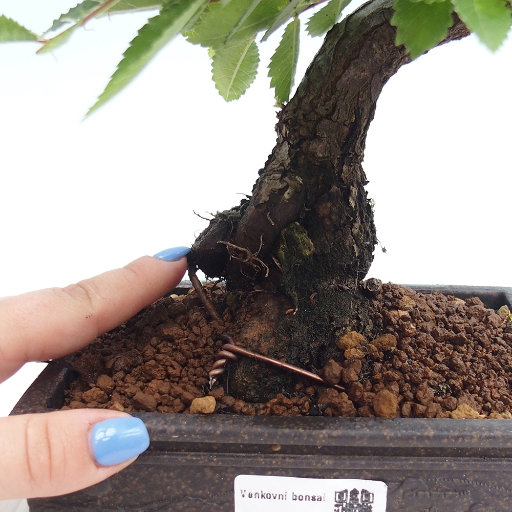 Bonsai im Freien - Zelkova - Zelkova NIRE