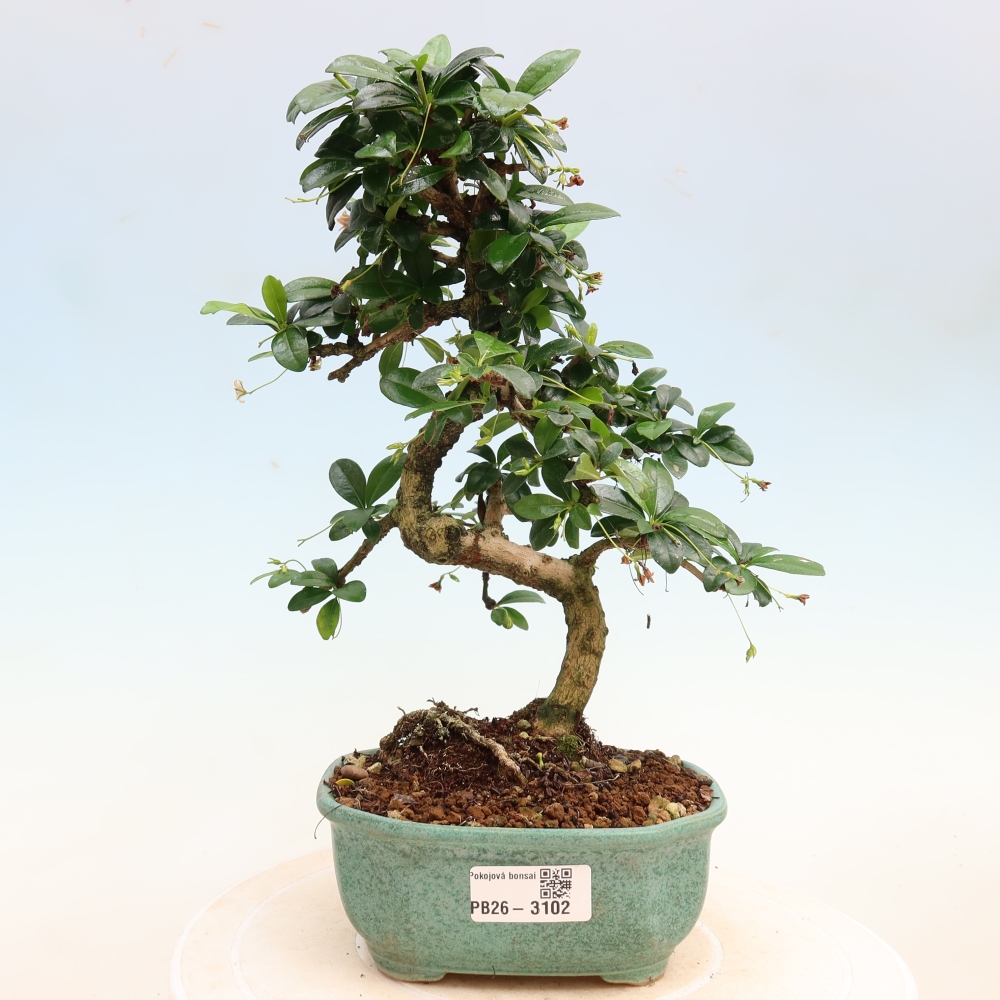Zimmer-Bonsai - Carmona macrophylla - Tee-Fuki