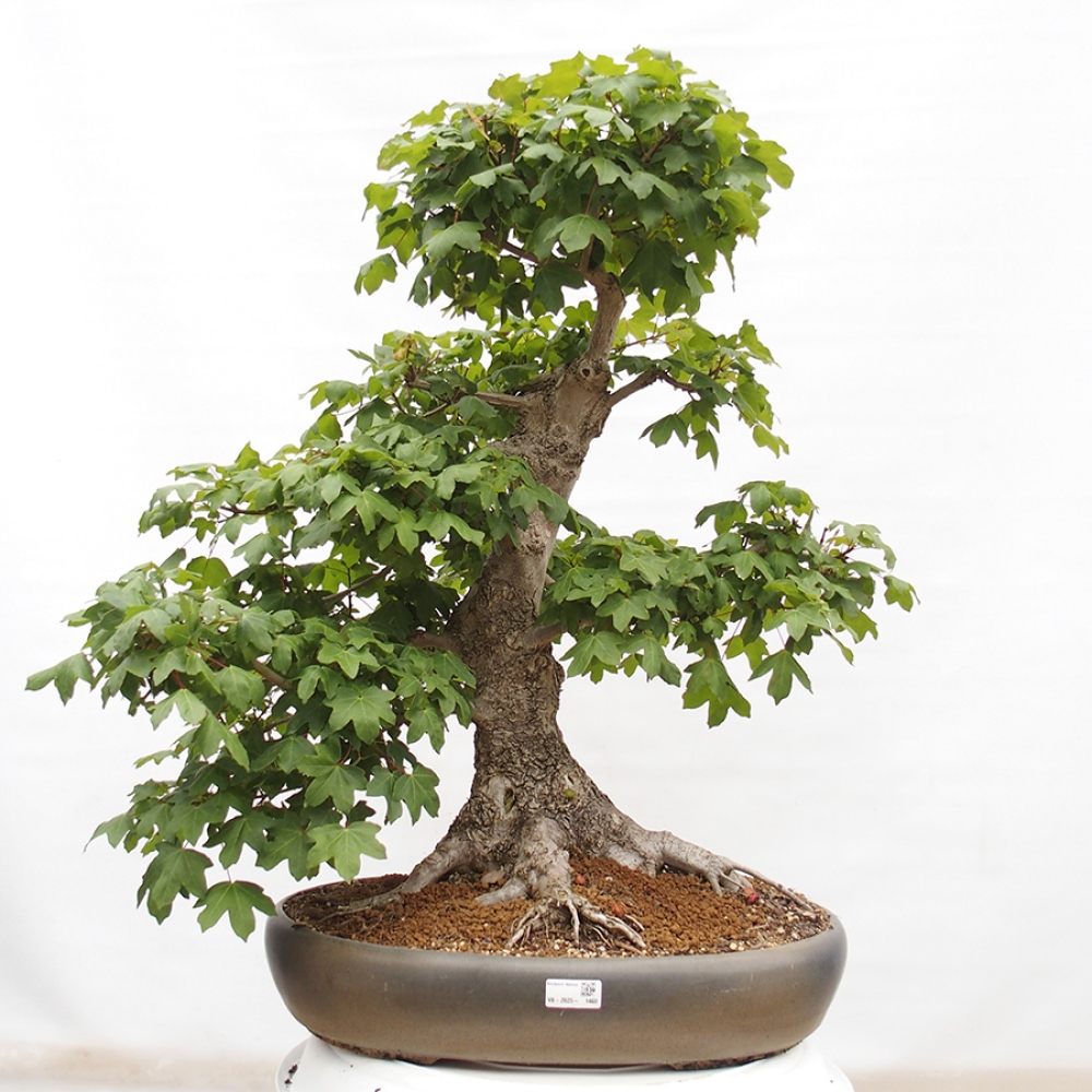 Bonsai im Freien - Baby-Ahorn - Acer campestre