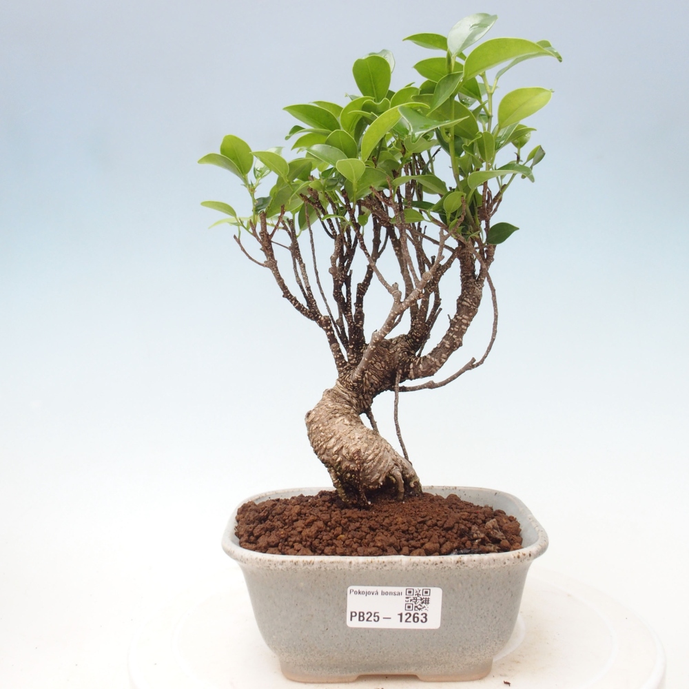 Zimmerbonsai - Ficus retusa - kleinblättriger Ficus