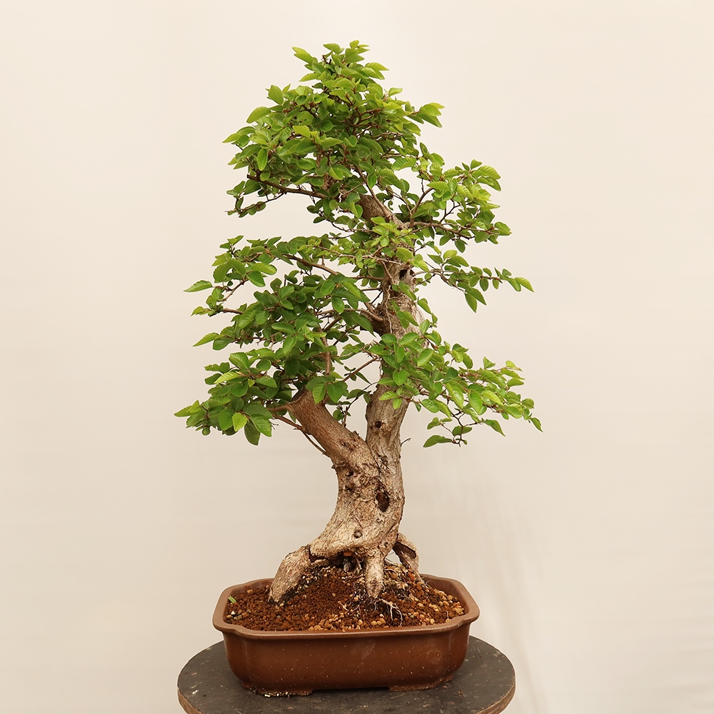 Bonsai im Freien - Carpinus Coreana - Koreanische Hainbuche