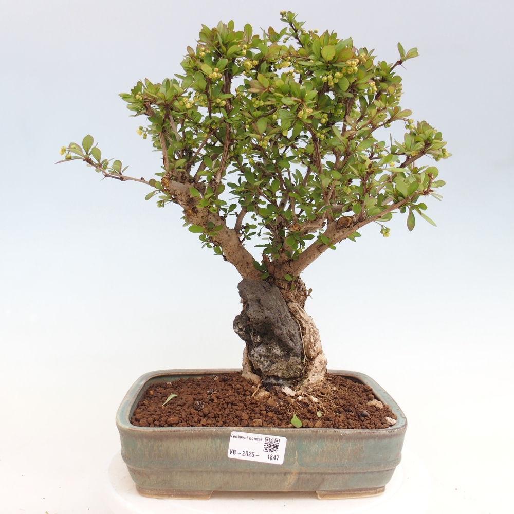 Bonsai für draußen - Berberis coreana
