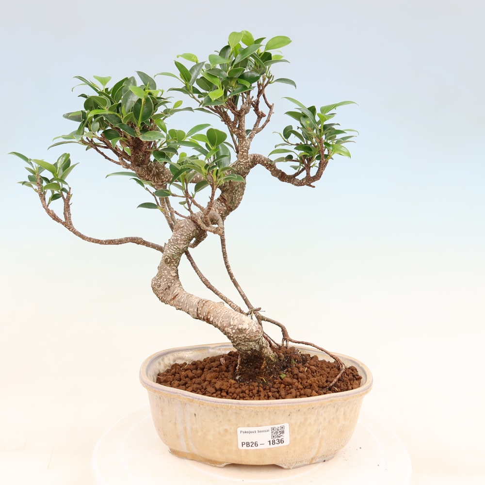 Zimmerbonsai - Ficus retusa - Kleinblättriger Ficus