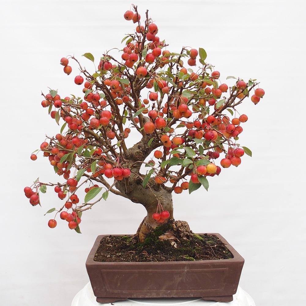 Bonsai im Freien - Malus halliana - Kleinfruchtiger Apfelbaum