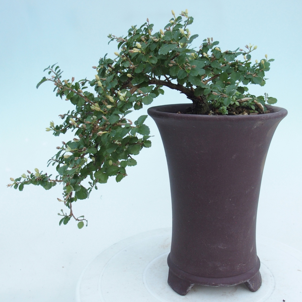 Zimmerbonsai - Grewia sp. - Grewia malafolia