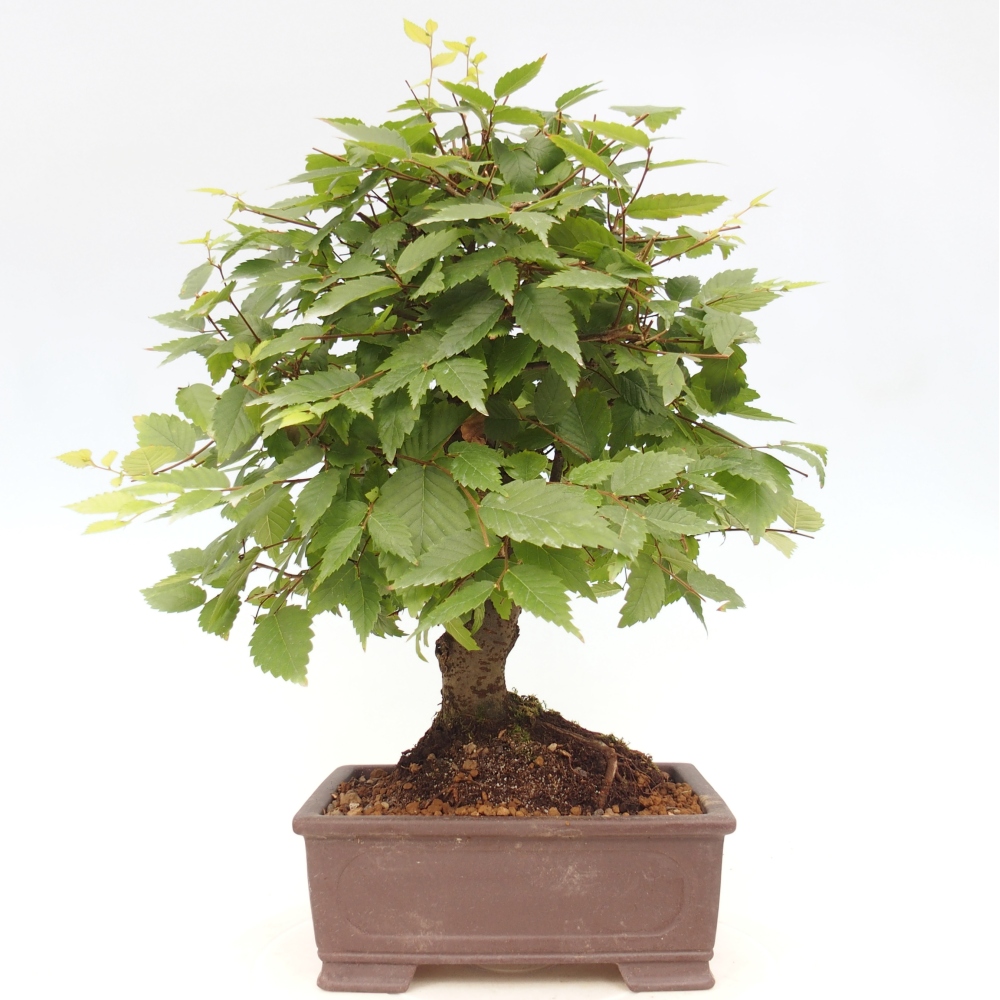 Bonsai im Freien - Zelkova - Zelkova serrata