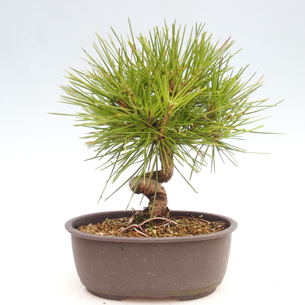 Bonsai im Freien - Pinus thunbergii - Thunbergia-Kiefer