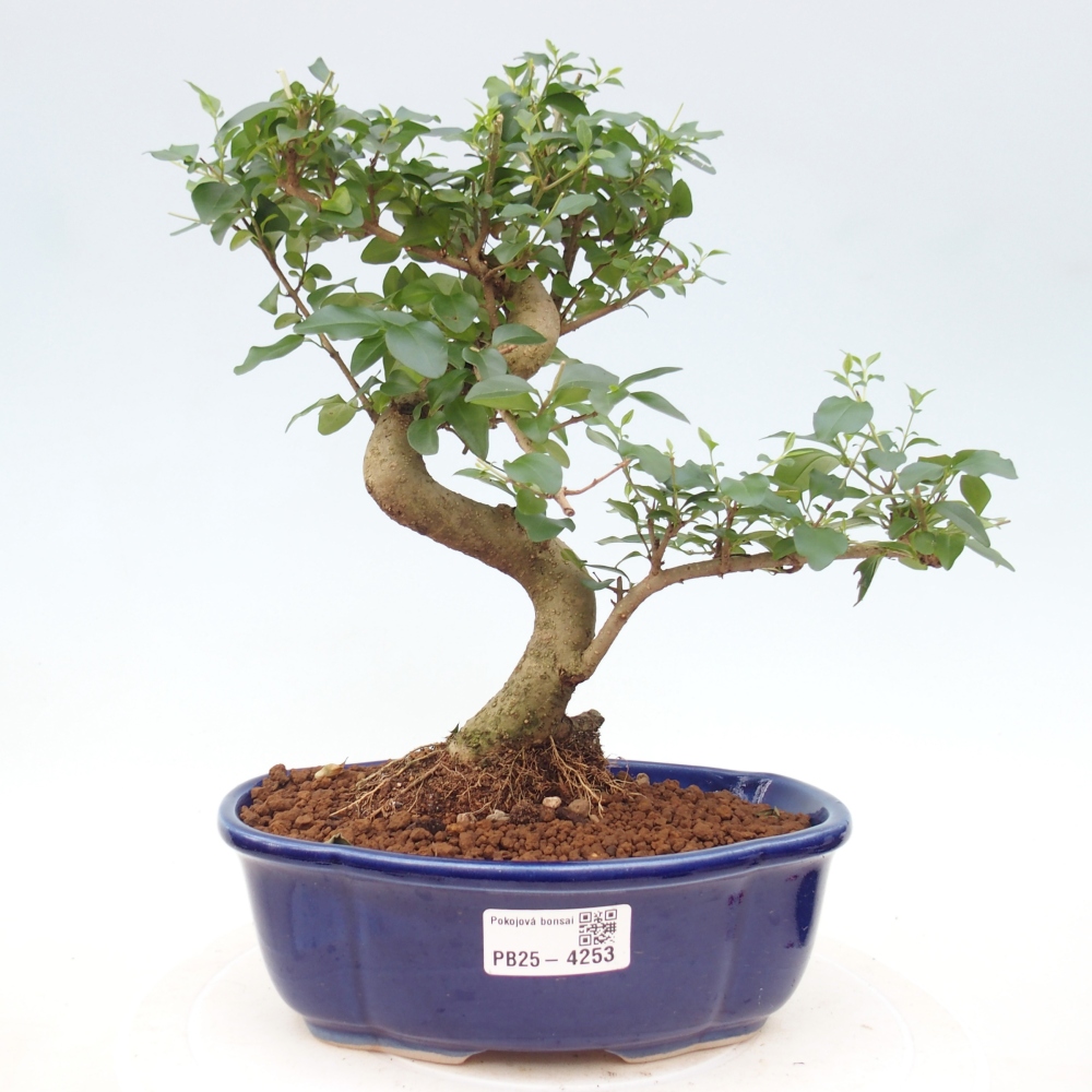 Zimmer Bonsai -Ligustrum chinensis - Vogelschnabel