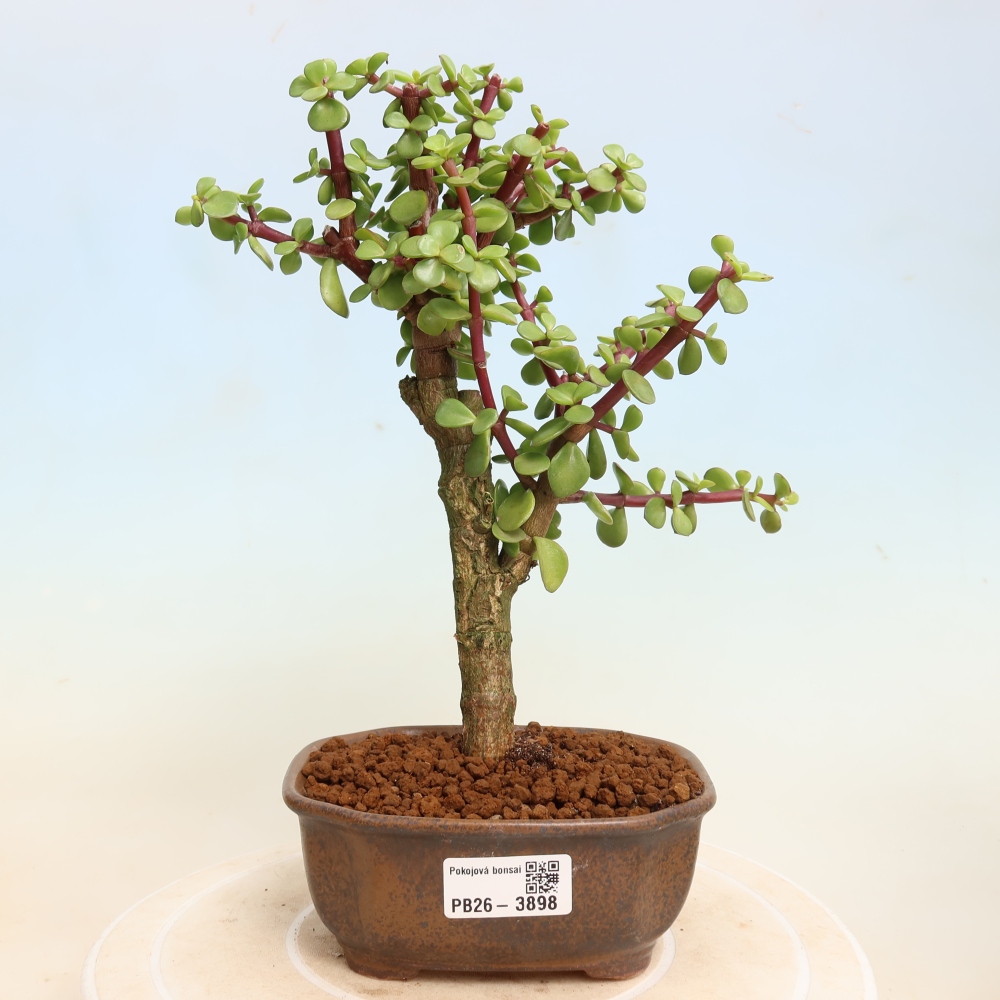Zimmer Bonsai - Portulakaria Afra - Tlustice