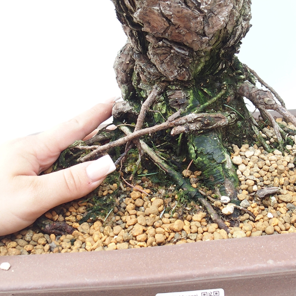 Bonsai für draußen - Pinus parviflora - Pinus parviflora