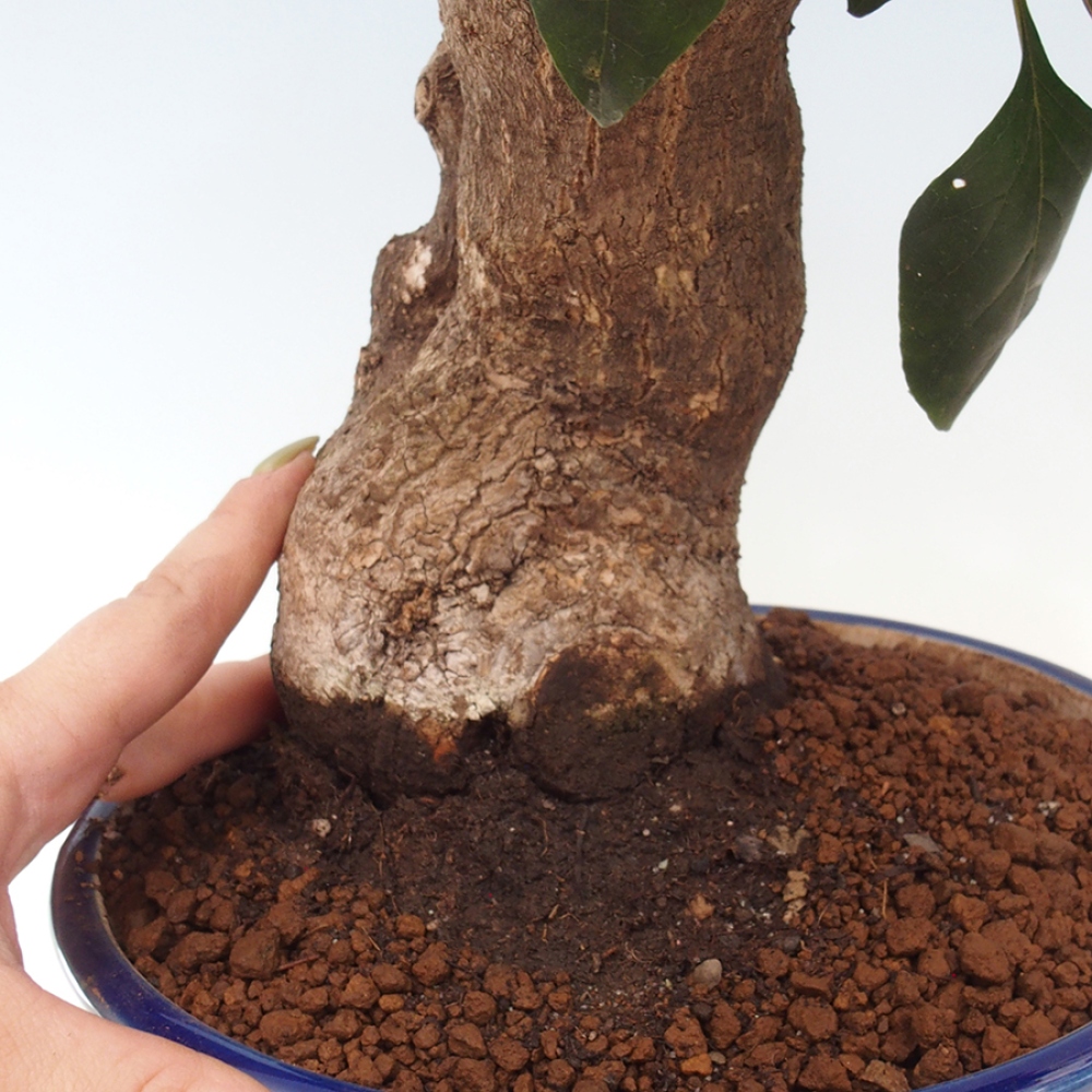 Indoor Bonsai - Bouganwilea