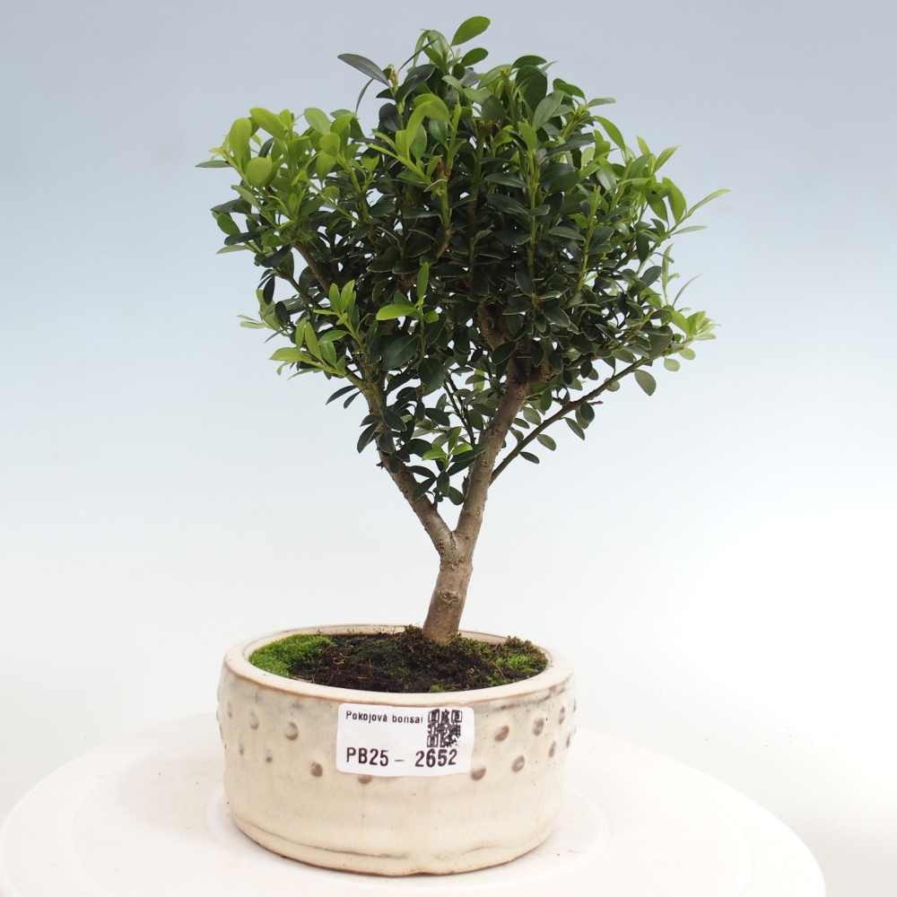 Zimmerbonsai - Ilex crenata - Holly
