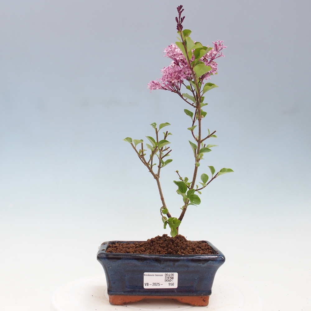 Bonsai im Freien – Syringa Meyeri Palibin – Meyers Flieder