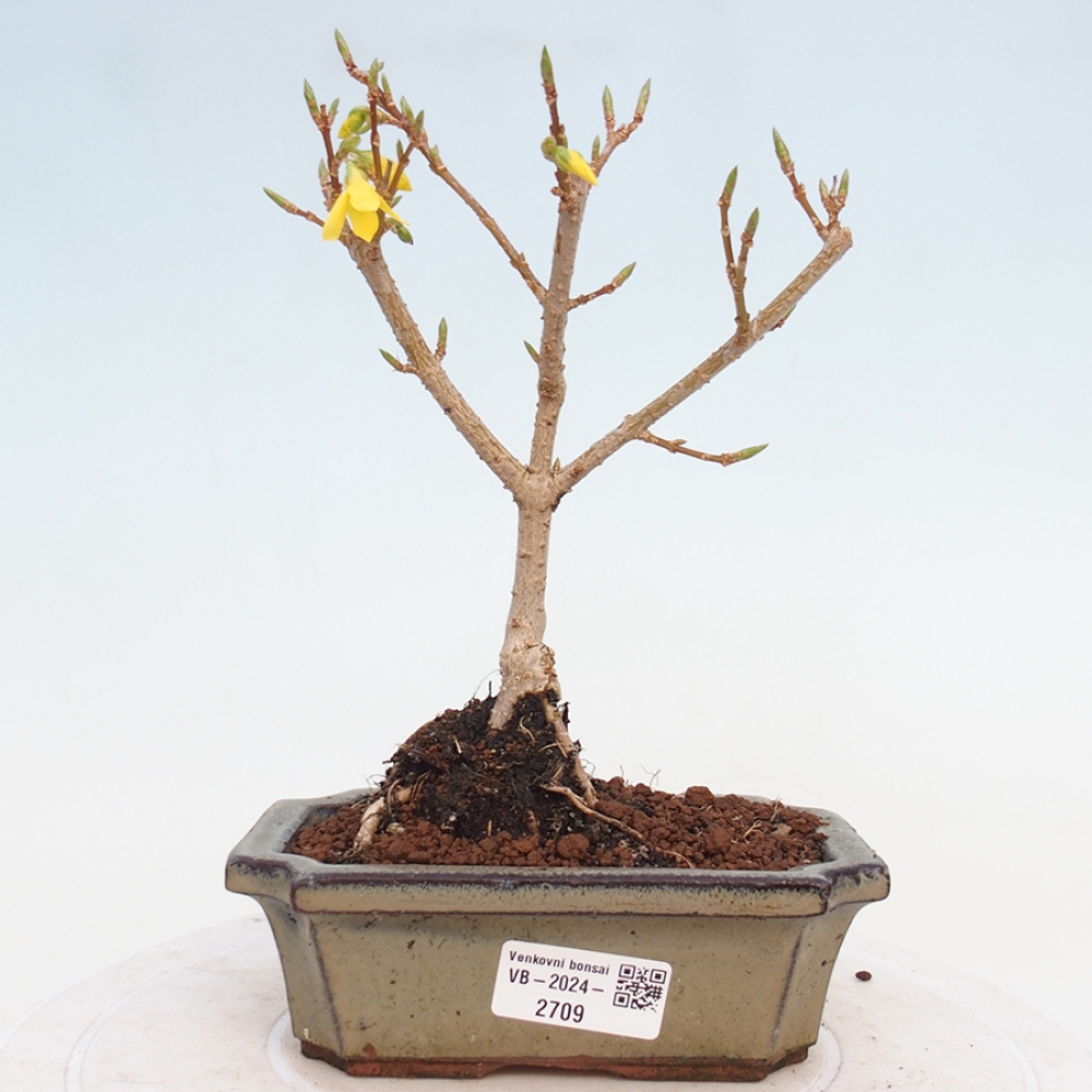 Bonsai im Freien - Forsythie - Forsythia intermedia 