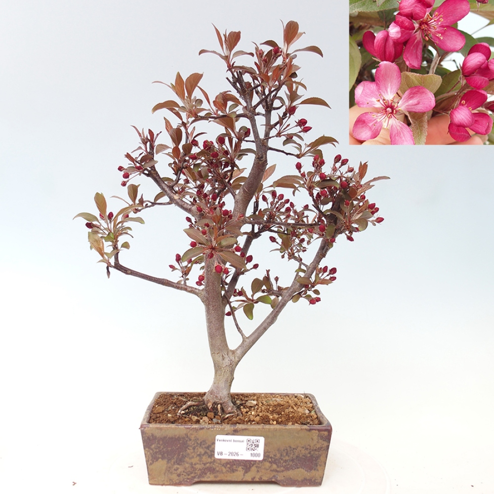 Outdoor-Bonsai -Malus domestica - Kleinfrüchtiger rotblättriger Apfelbaum