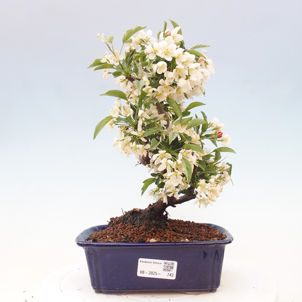 Freilandbonsai - Malus sargentii - Kleinfruchtiger Apfelbaum