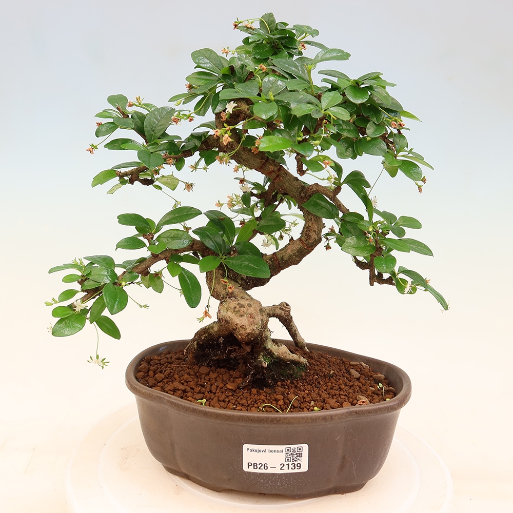 Zimmer-Bonsai - Carmona macrophylla - Tee-Fuki