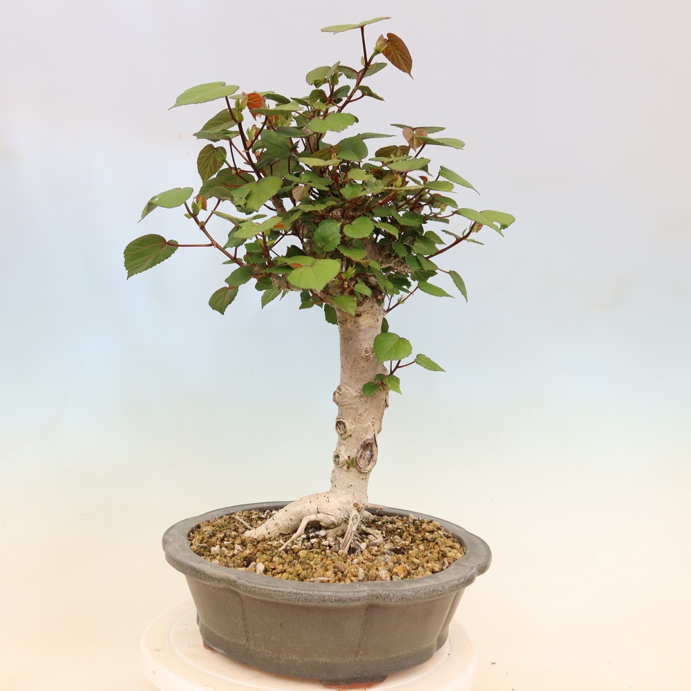 Zimmerbonsai - Hibiscus tiliaceus - Meeres-Hibiskus