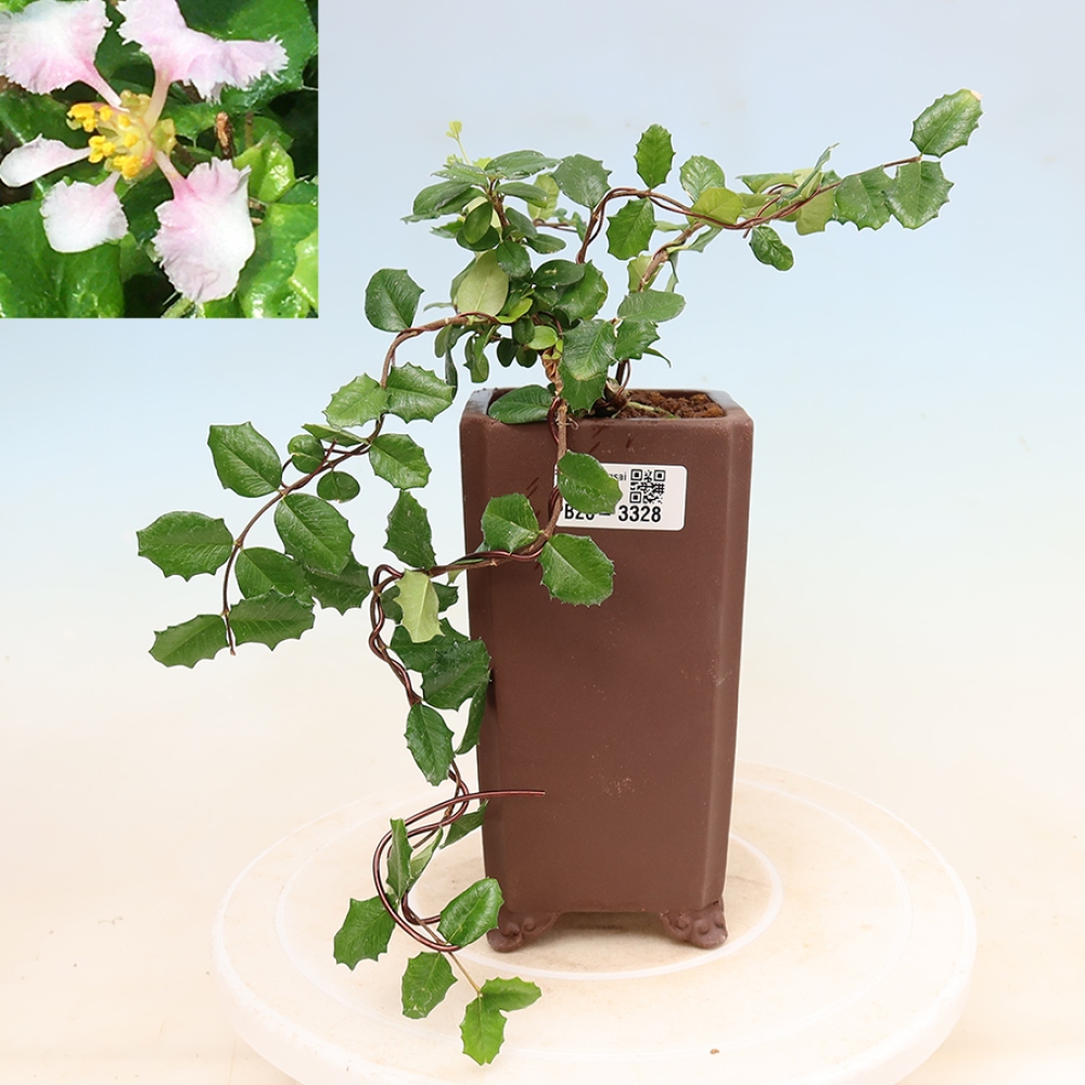 Zimmerbonsai – Barbados-Kirsche (Malpighia coccigera)