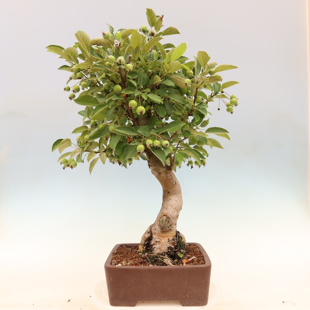 Outdoor-Bonsai -Malus halliana - Kleinfrüchtiger Apfelbaum