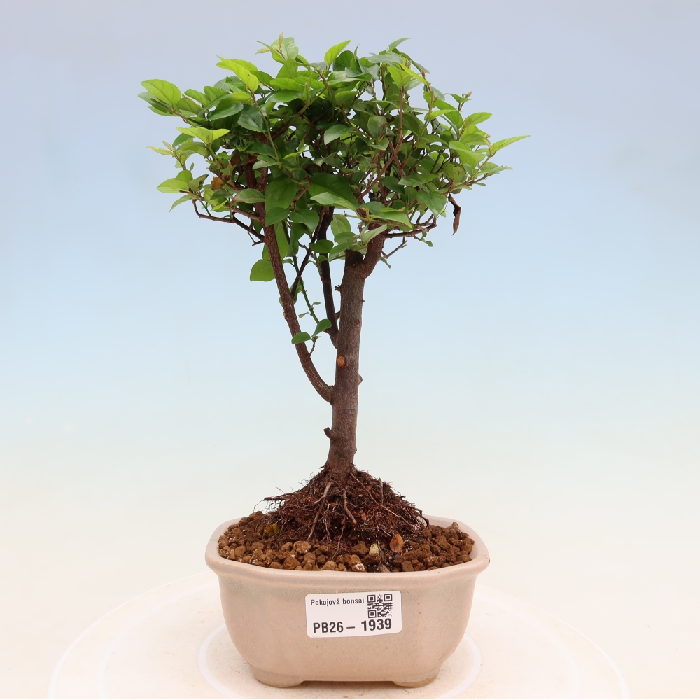 Zimmer Bonsai - Sageretia thea - Sageretia thea