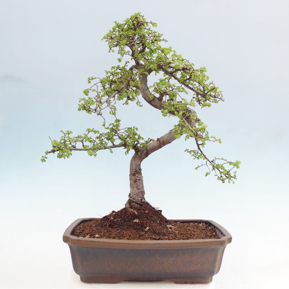 Zimmerbonsai - Ulmus parvifolia - Kleinblättrige Ulme