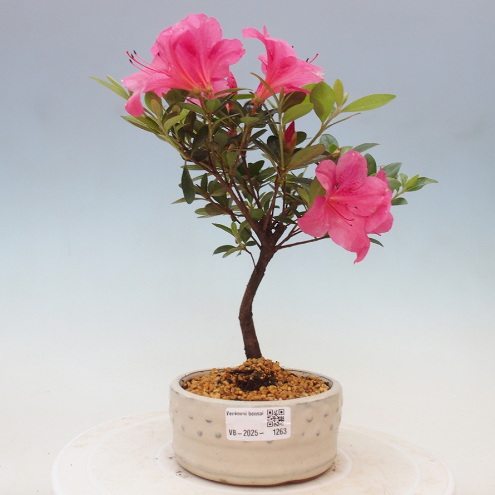 Bonsai im Freien - Japanische Azalee - Azalea sp.