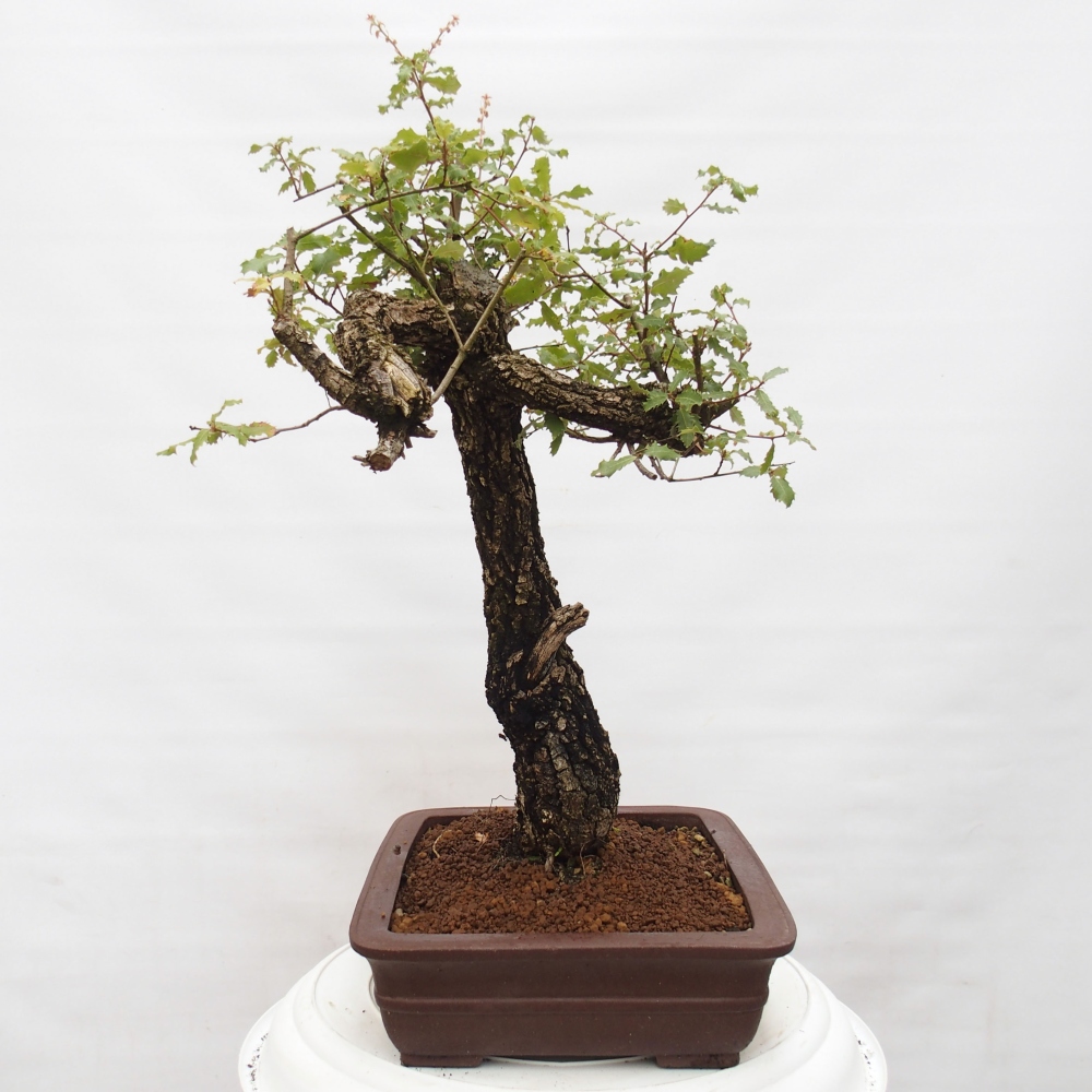 Yamadori - Quercus Ilex - Steineiche