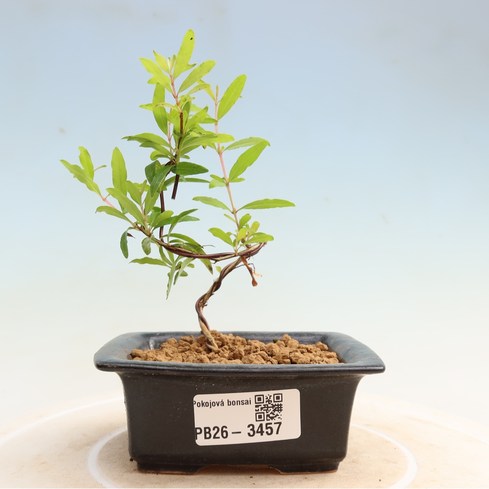 Zimmer-Bonsai-PUNICA granatum nana-Apfel-Granatapfel