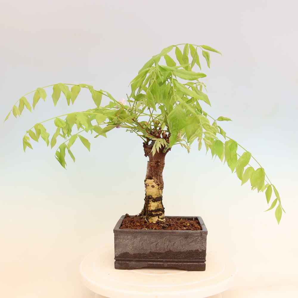 Bonsai für draußen - Wisteria floribunda