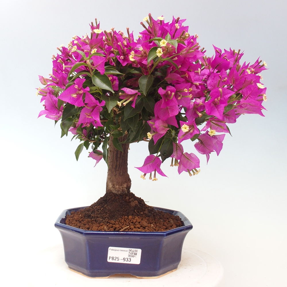 Indoor Bonsai - Bouganwilea