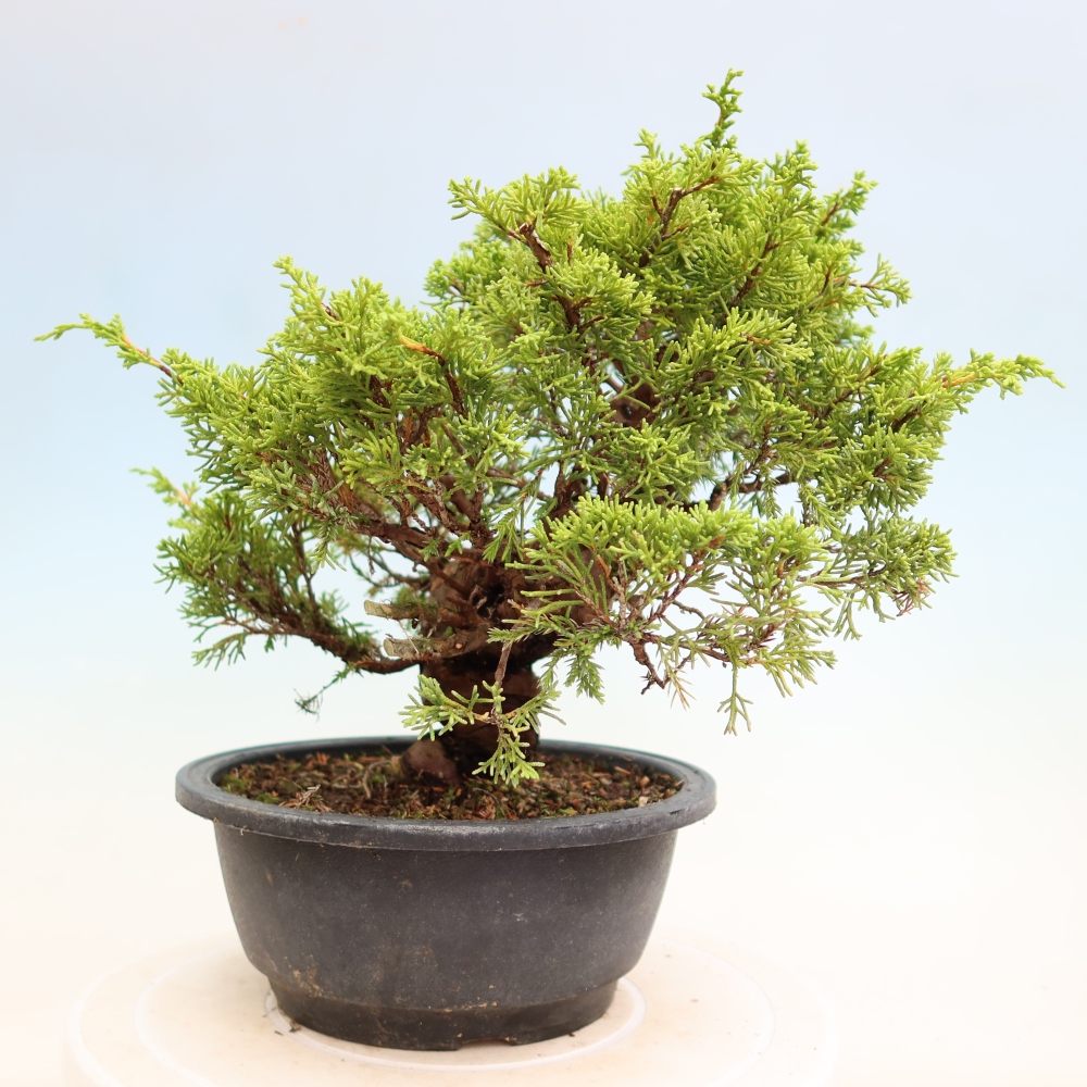 Bonsai für draußen - Juniperus chinensis Itoigawa-Juniperus chinensis