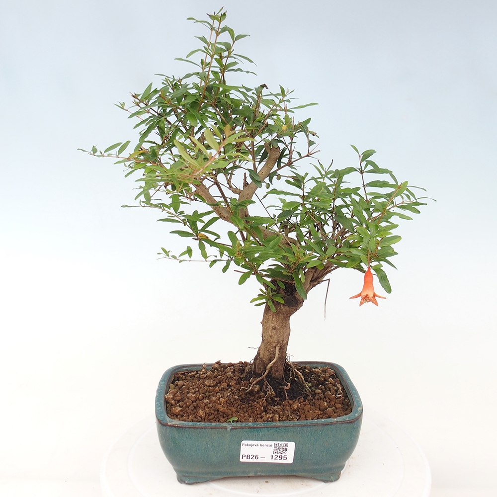 Zimmer-Bonsai-PUNICA granatum nana-Apfel-Granatapfel