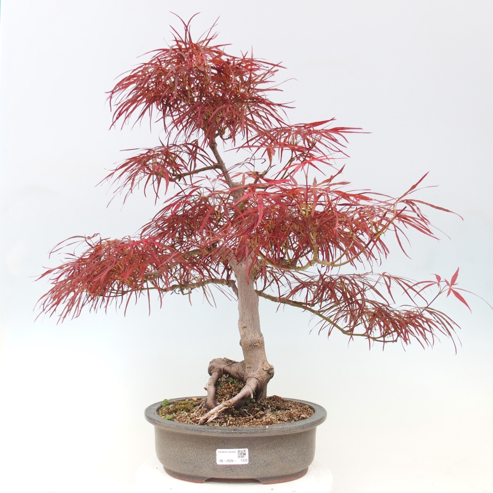 Bonsai für draußen - Acer palmatum RED PYGMY