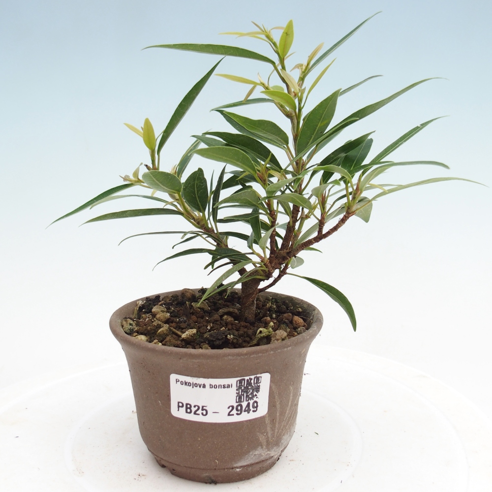 Zimmerbonsai - Ficus nerifolia - kleinblättriger Ficus