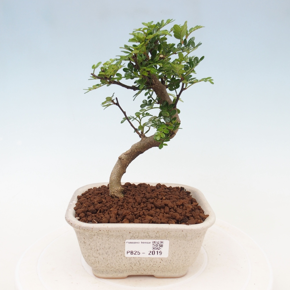 Indoor-Bonsai - Zantoxylum piperitum - Pfefferminze