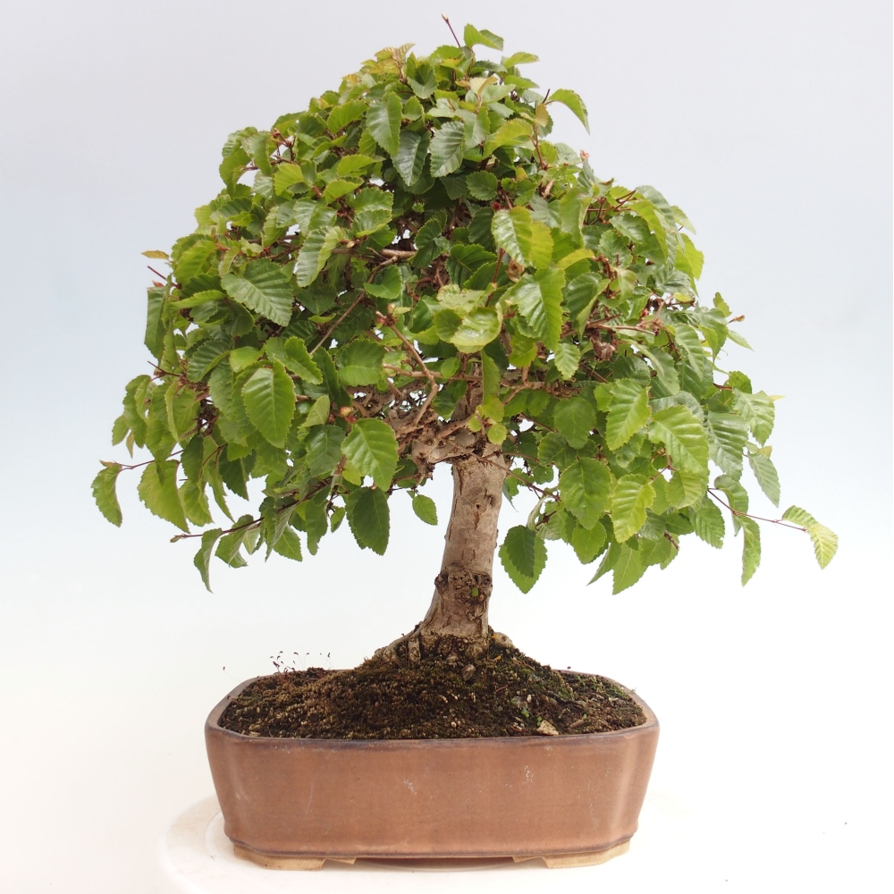 Bonsai im Freien -Carpinus CARPINOIDES - Koreanische Hainbuche