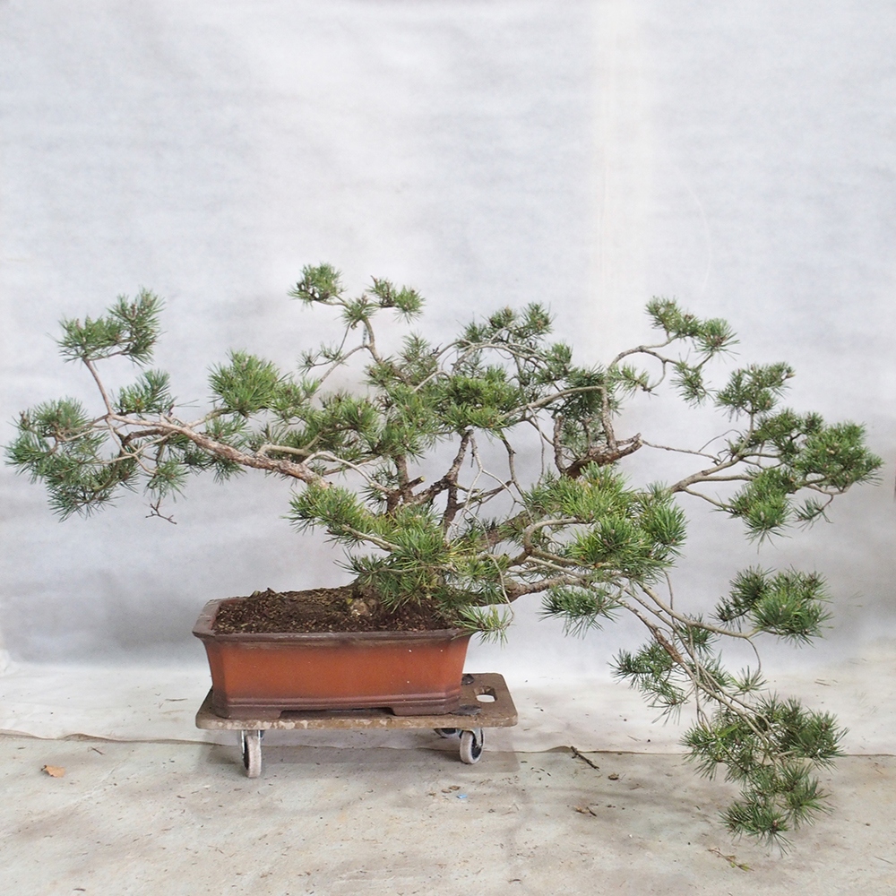 Yamadori - Pinus sylvestris 
