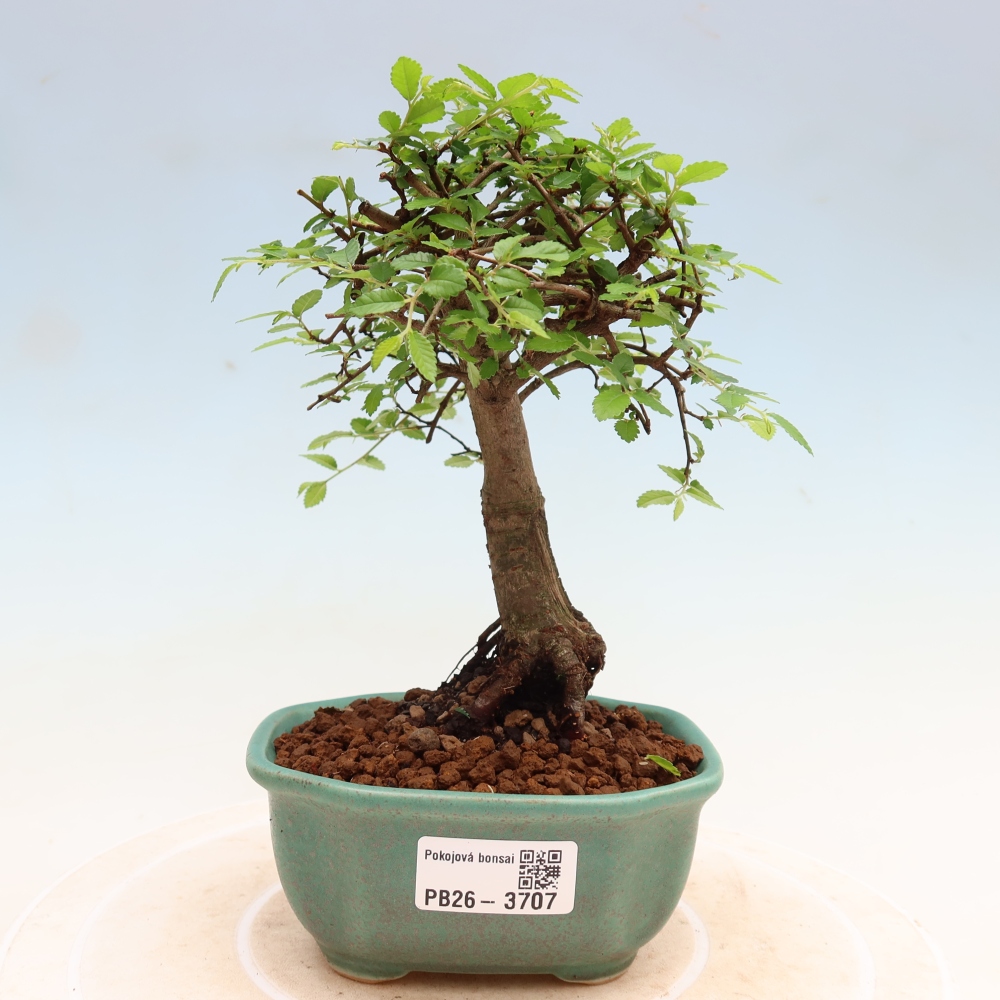 Zimmerbonsai - Ulmus parvifolia - Kleinblättrige Ulme