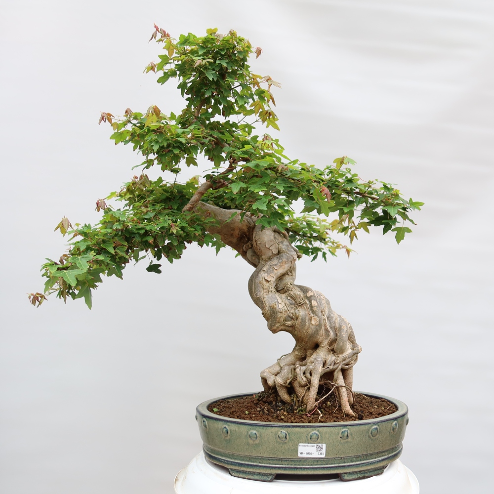 Bonsai für draußen - Ahorn Burger - Acer Burgerianum