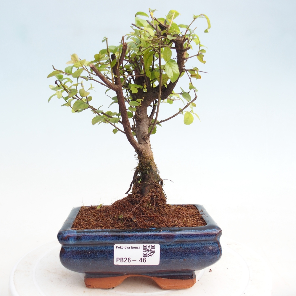 Zimmer Bonsai - Sageretia thea - Sageretia thea