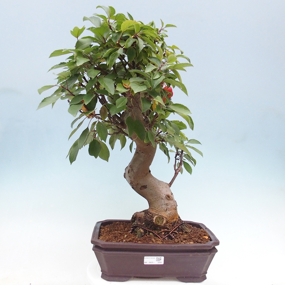 Bonsai im Freien - Malus halliana - Kleinfruchtiger Apfelbaum