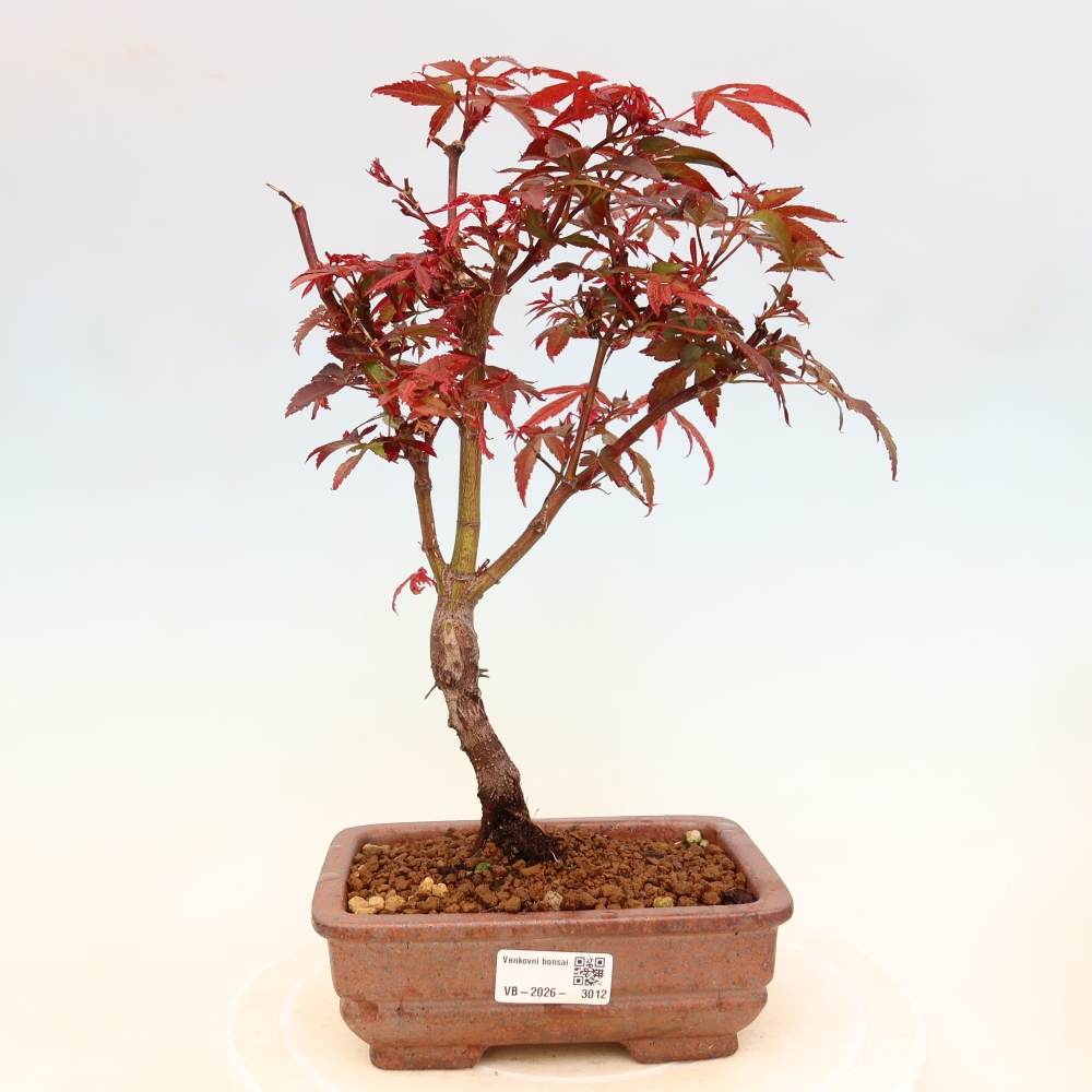 Bonsai für den Außenbereich – Palmenblättriger Ahorn – Acer palmatum „Berry Broom“ 