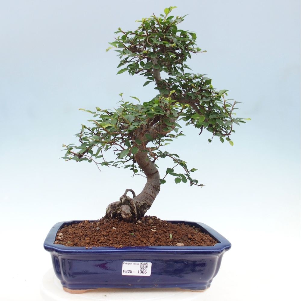 Zimmerbonsai - Ulmus parvifolia - Kleinblättrige Ulme