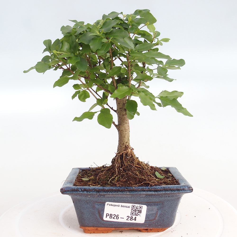 Zimmer Bonsai -Ligustrum chinensis - Vogelschnabel