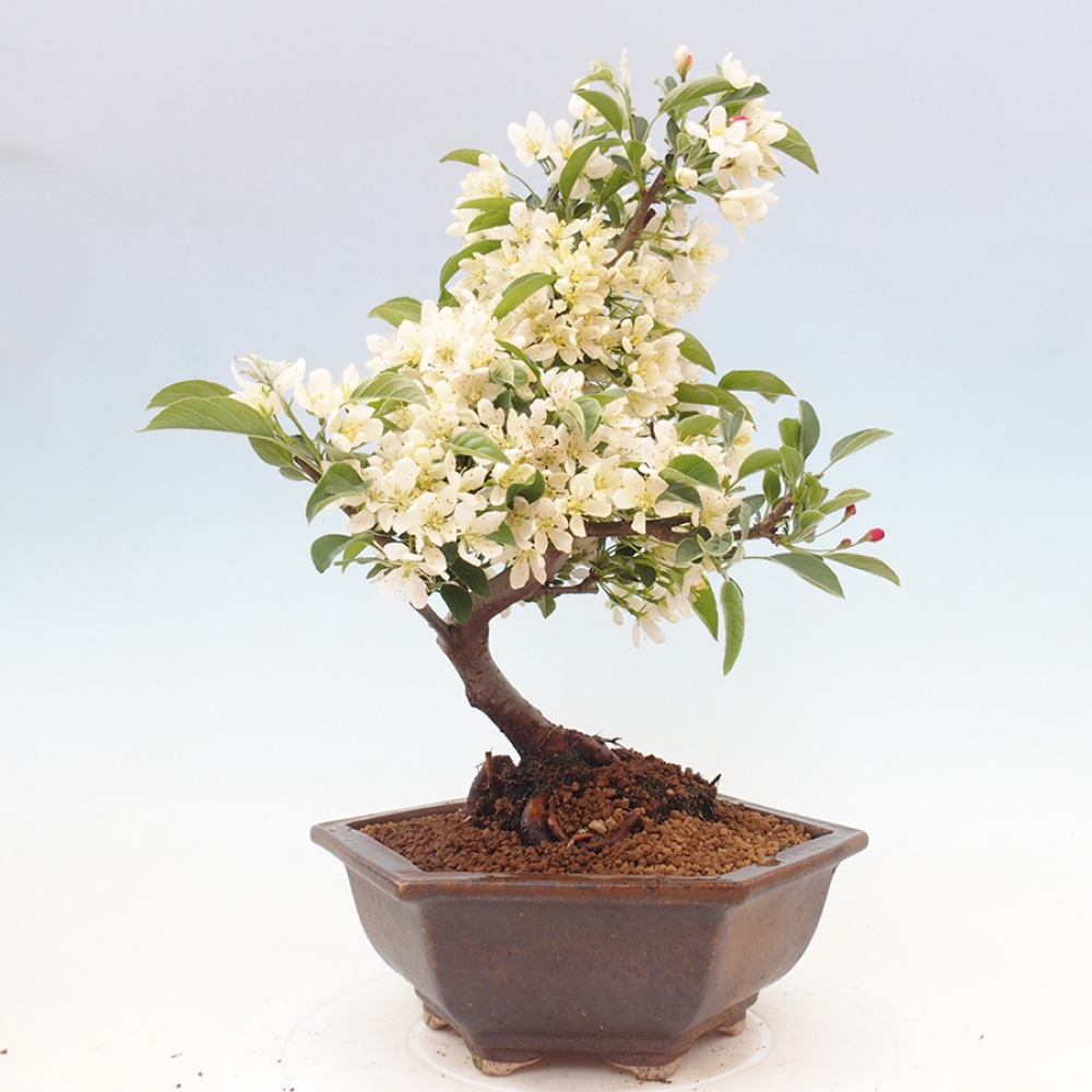 Freilandbonsai - Malus sargentii - Kleinfruchtiger Apfelbaum