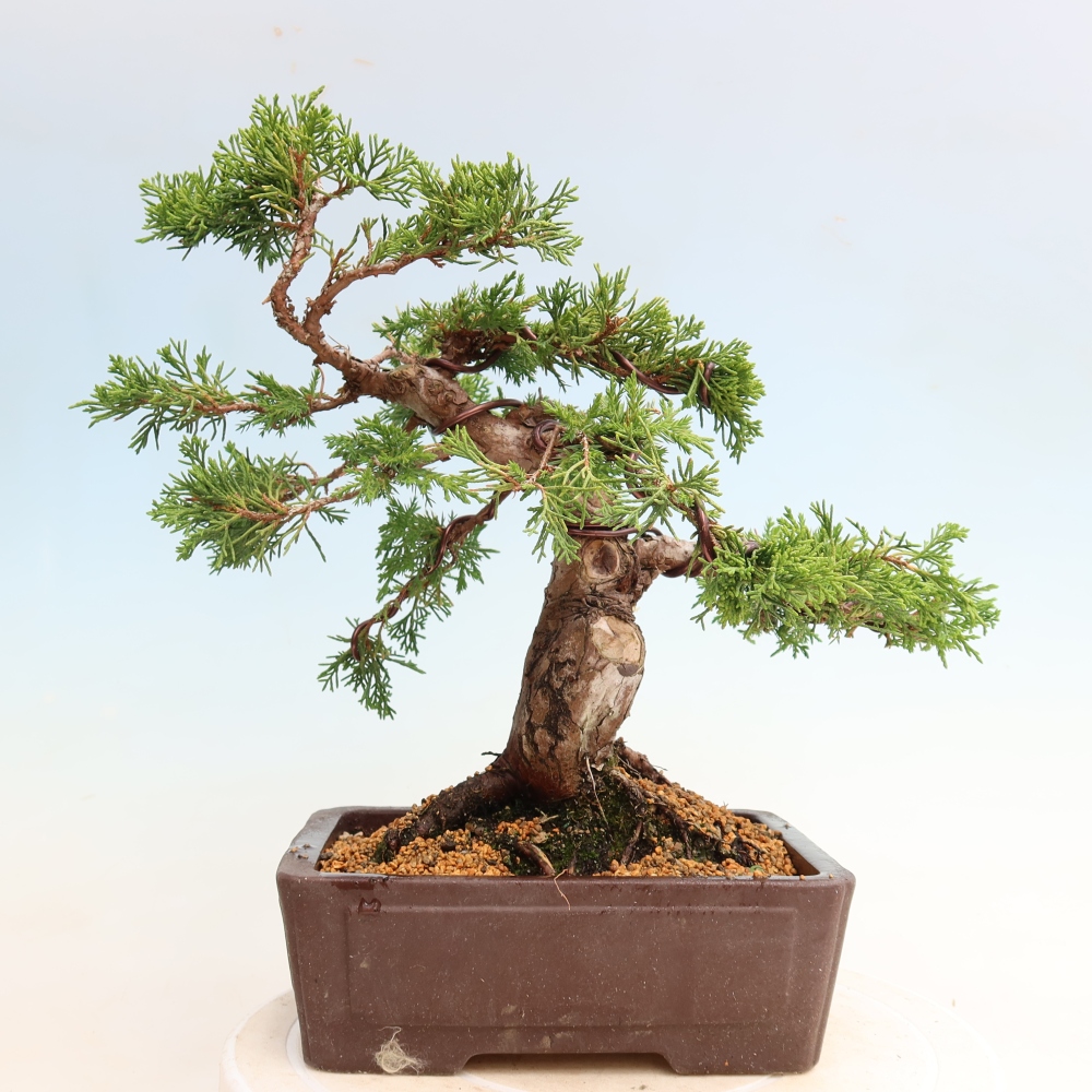 Bonsai für draußen - Juniperus chinensis Itoigawa-Juniperus chinensis
